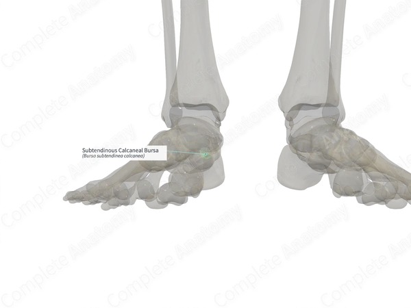 Subtendinous Calcaneal Bursa (Left)