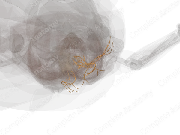 Nerves of Gluteal Region (Left)