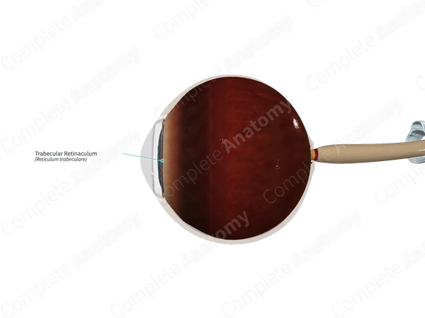 Trabecular Retinaculum