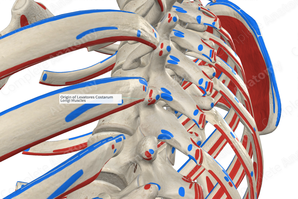 Origin Of Levatores Costarum Longi Muscles Complete Anatomy 1558