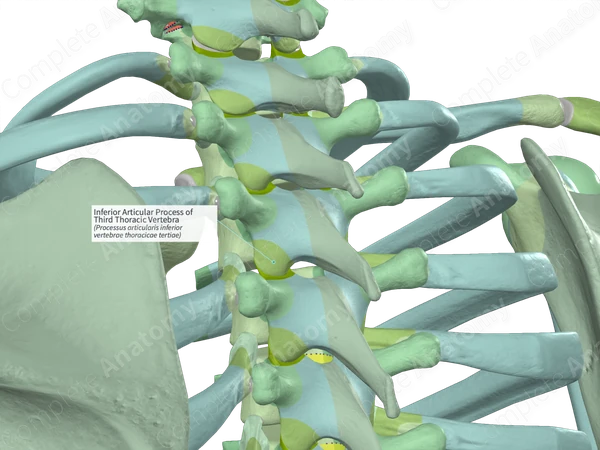 Inferior Articular Process of Third Thoracic Vertebra (Right)