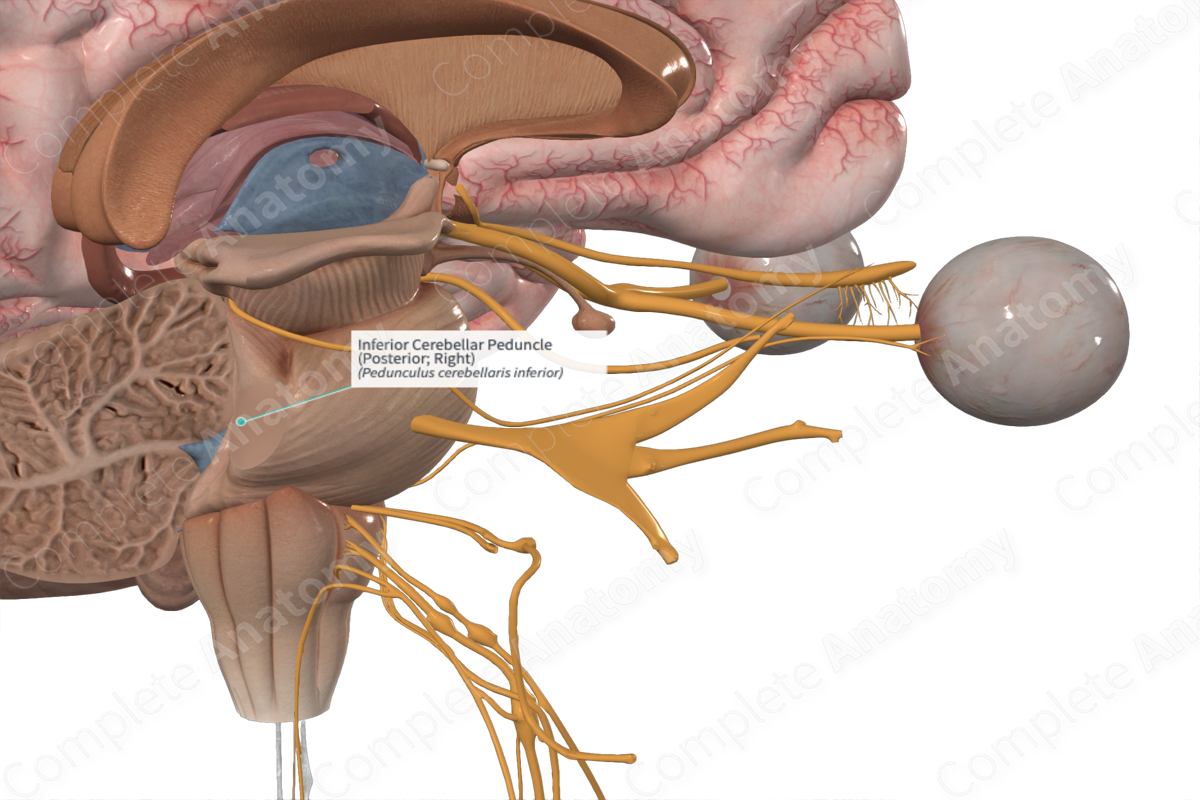 Inferior Cerebellar Peduncle (Posterior; Left)