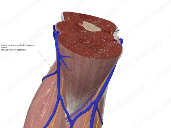 Posterior Antebrachial Cutaneous Nerve
