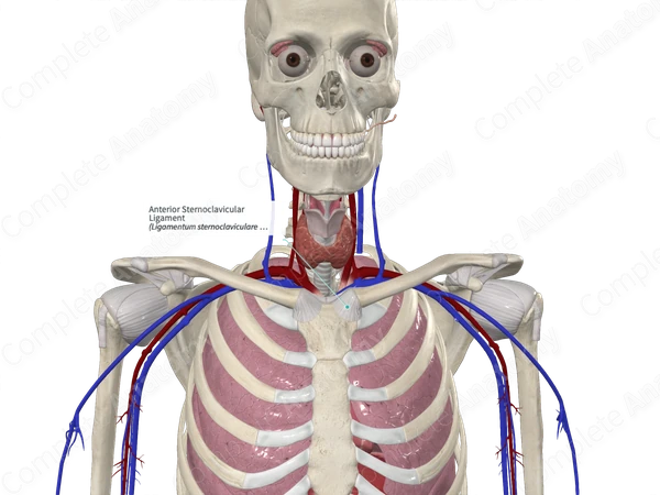 Anterior Sternoclavicular Ligament