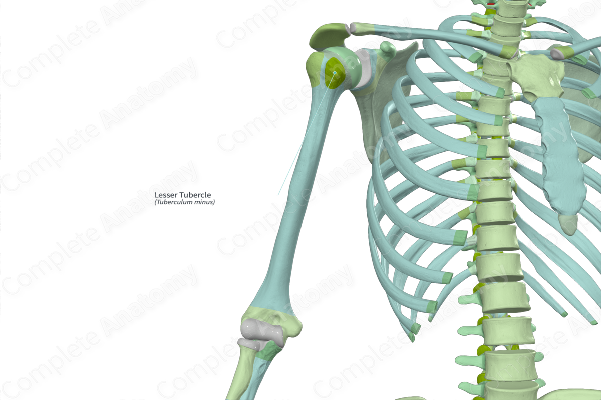 Lesser Tubercle | Complete Anatomy