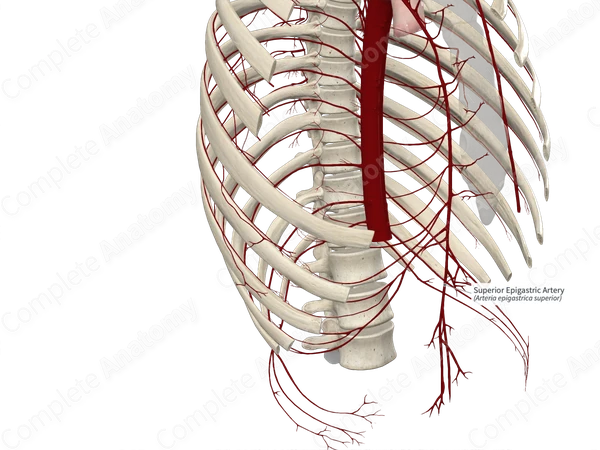 Superior Epigastric Artery