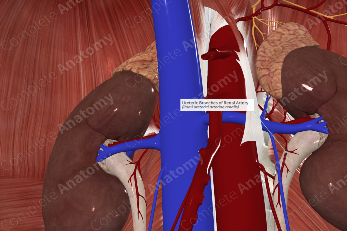 Ureteric Branches of Renal Artery 