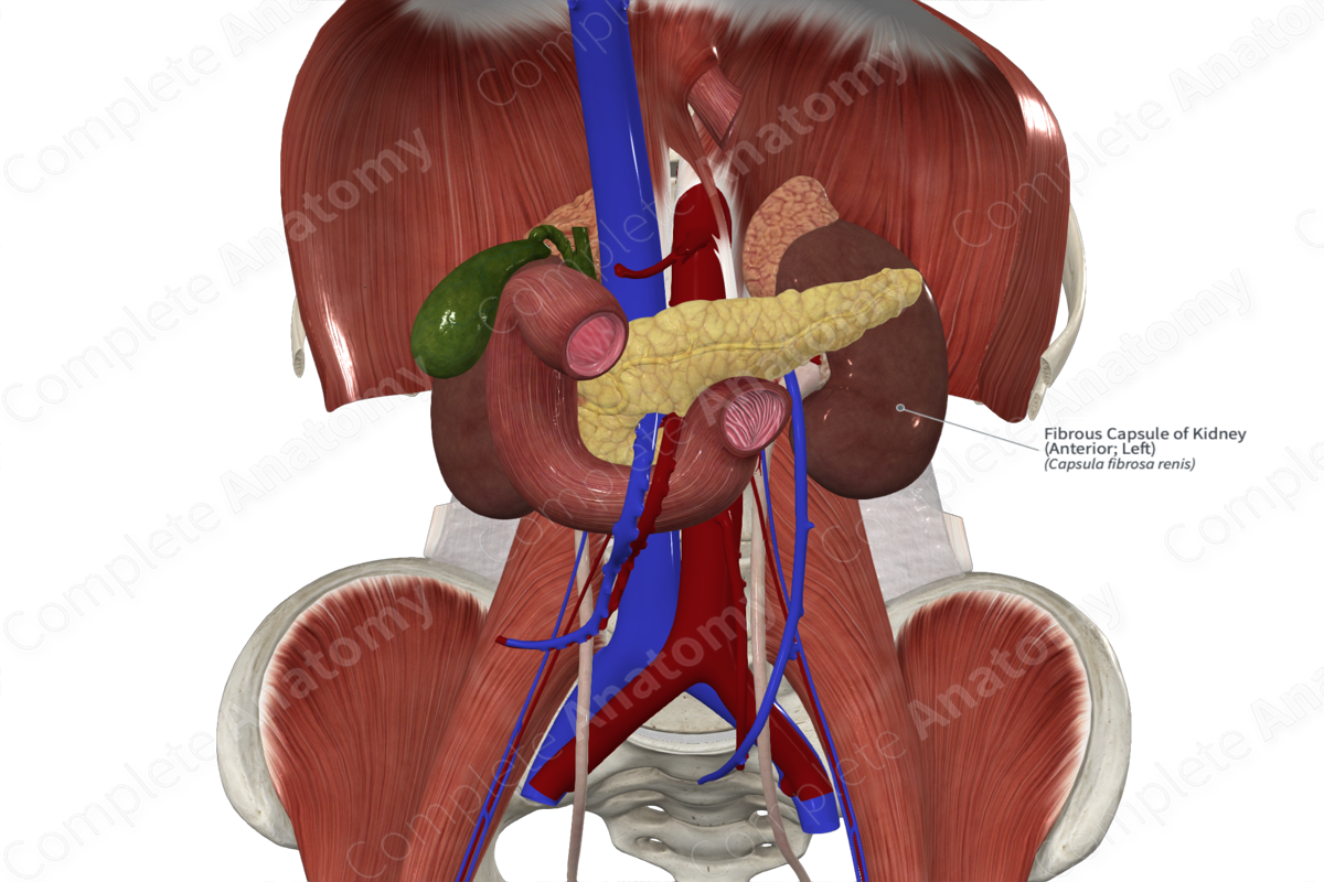 Fibrous Capsule of Kidney (Anterior; Left)
