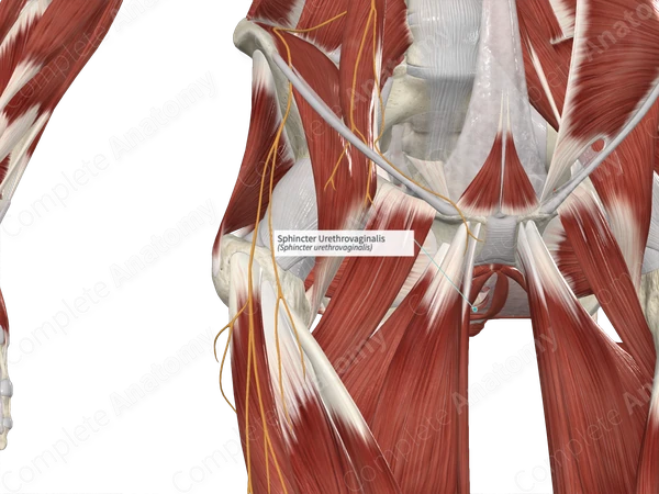 Sphincter Urethrovaginalis