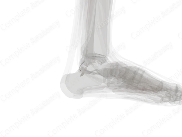 Lateral Collateral Ligament of Ankle (Left)