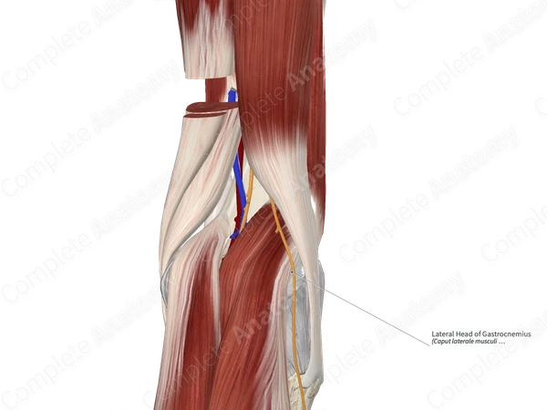 Lateral Head of Gastrocnemius