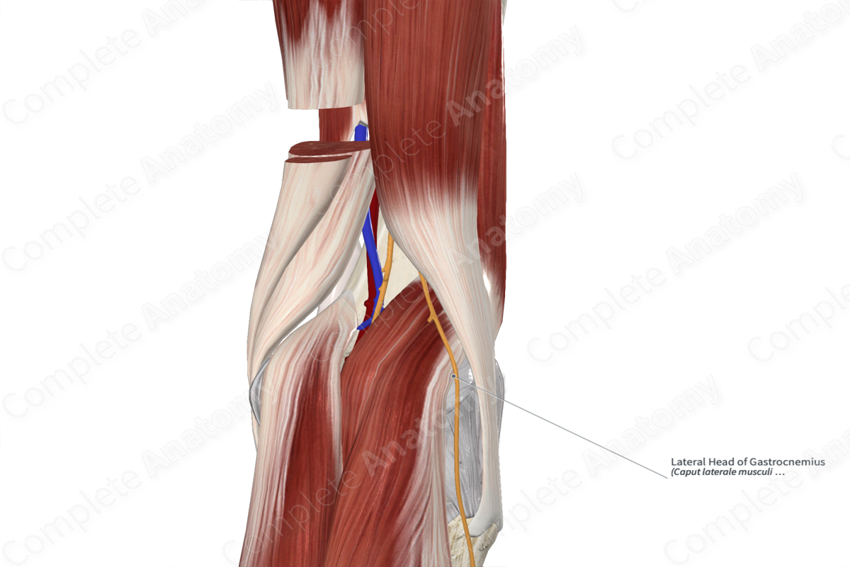 Lateral Head of Gastrocnemius 