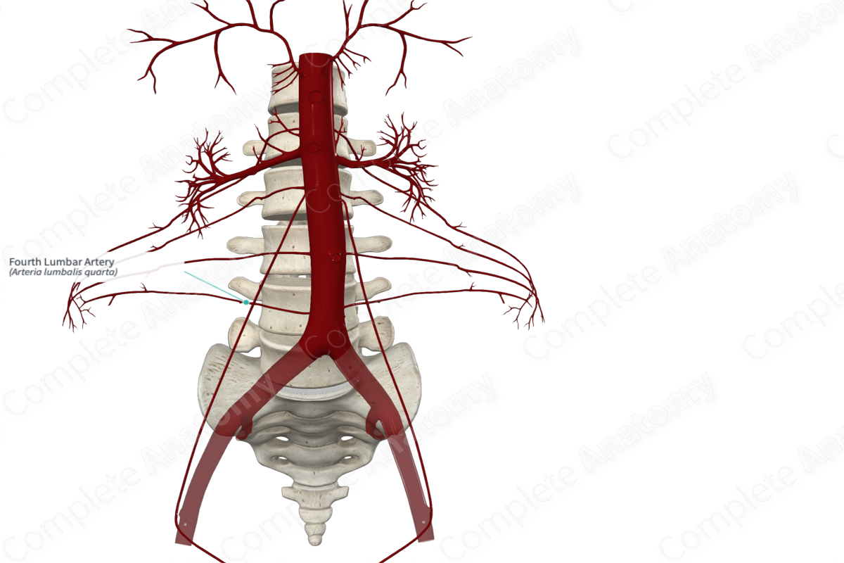 Fourth Lumbar Artery 