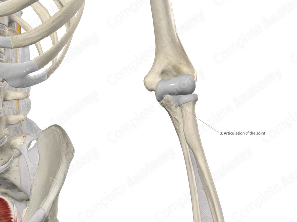 Articular Area of Condyle of Humerus 