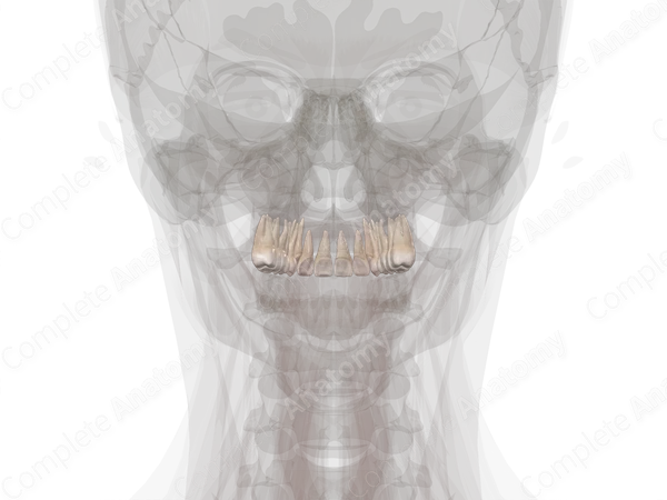 Maxillary Dental Arch