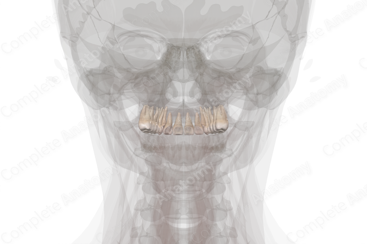 Maxillary Dental Arch