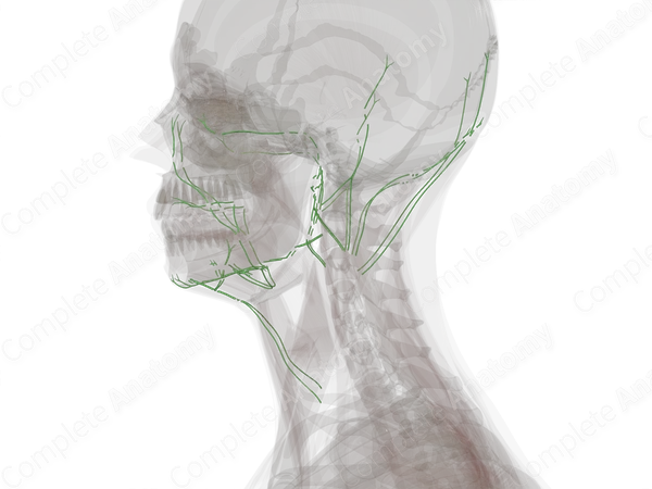 Lymph Vessels of Head