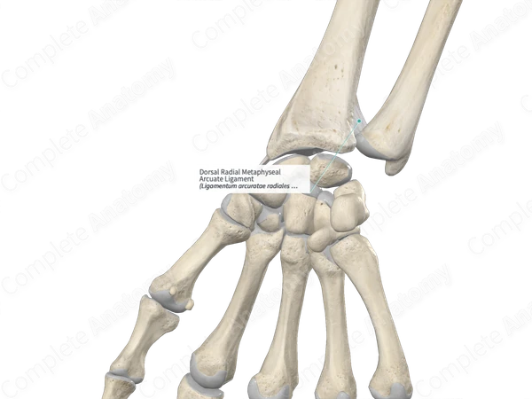 Dorsal Radial Metaphyseal Arcuate Ligament 