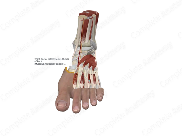 Third Dorsal Interosseous Muscle of Foot