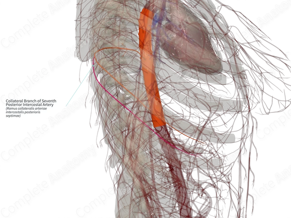 Collateral Branch of Seventh Posterior Intercostal Artery (Left)