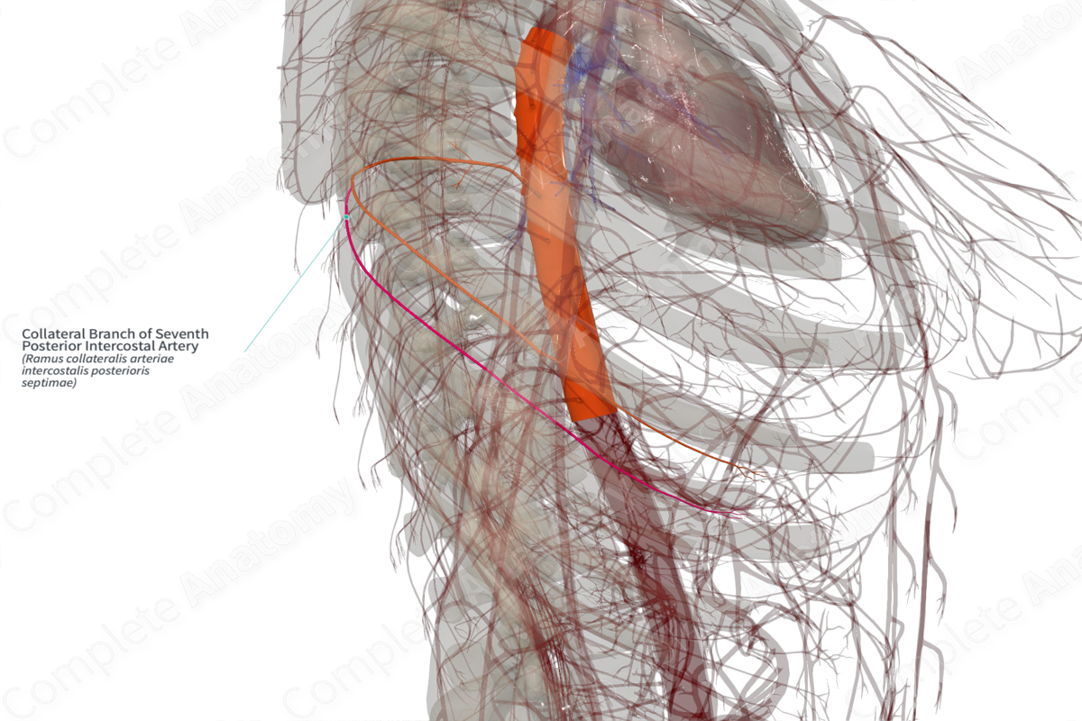 Collateral Branch of Seventh Posterior Intercostal Artery (Left)