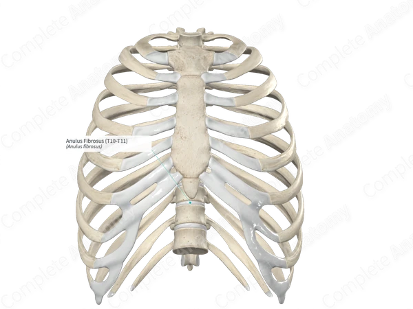 Anulus Fibrosus (T10-T11)