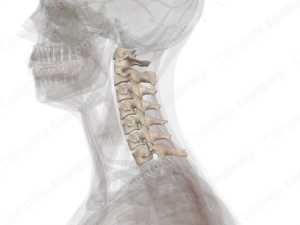 Cervical Vertebrae