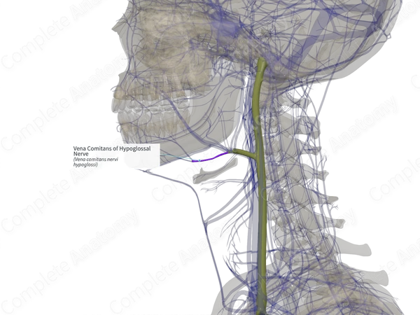 Vena Comitans of Hypoglossal Nerve (Right)
