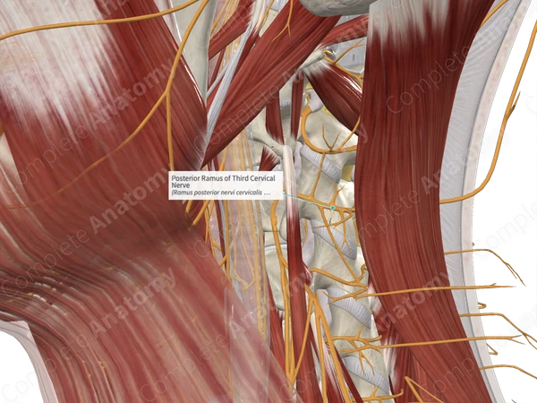 Posterior Ramus of Third Cervical Nerve
