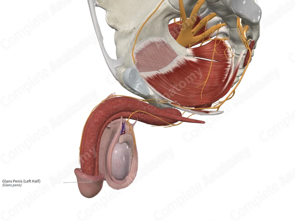 Glans Penis (Left Half)