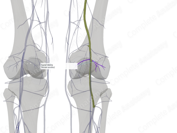 Sural Veins (Left)