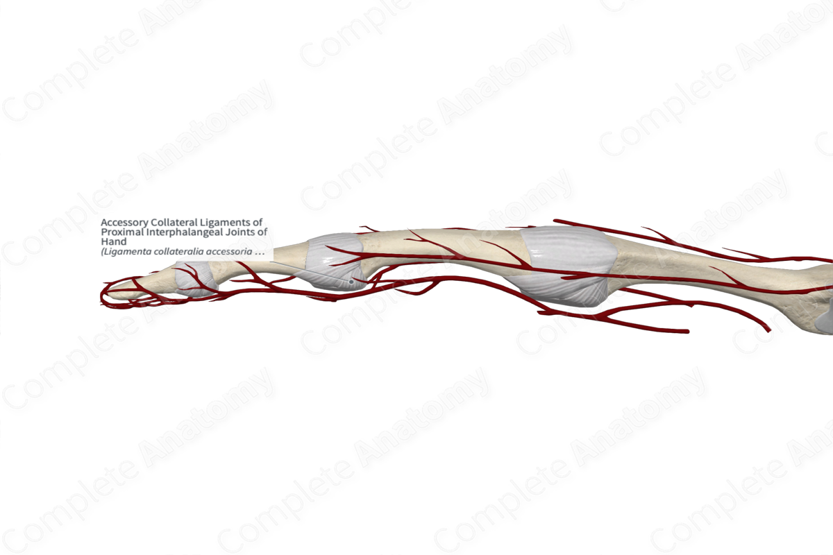 Accessory Collateral Ligaments of Proximal Interphalangeal Joints of Hand 