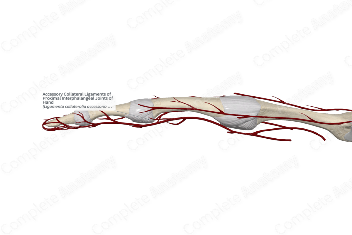Accessory Collateral Ligaments of Proximal Interphalangeal Joints of Hand Complete Anatomy