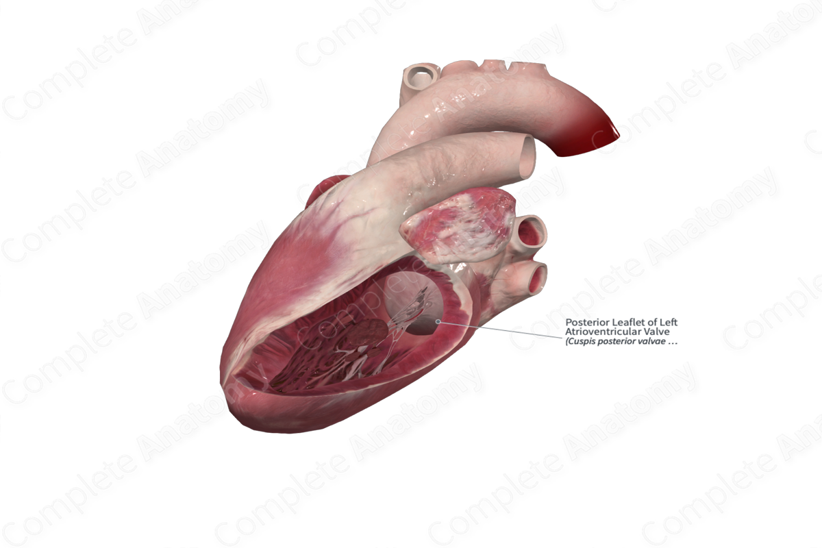 Posterior Leaflet of Left Atrioventricular Valve