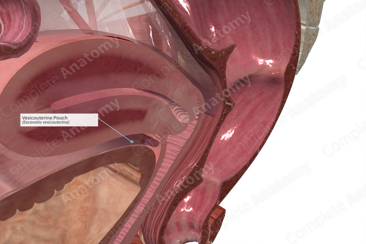 vesicouterine-pouch-complete-anatomy