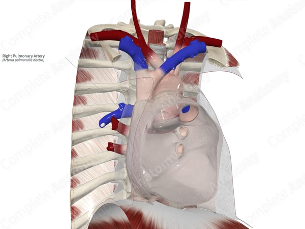 Right Pulmonary Artery