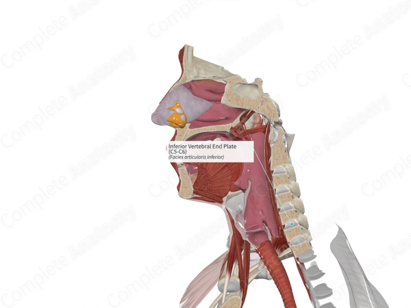Inferior Vertebral End Plate (C5-C6)