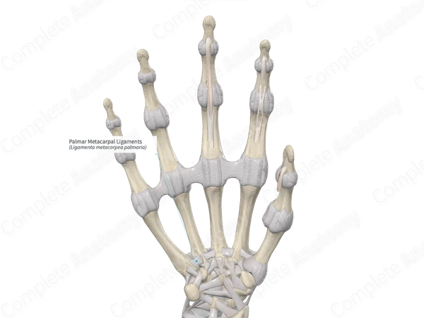 Palmar Metacarpal Ligaments