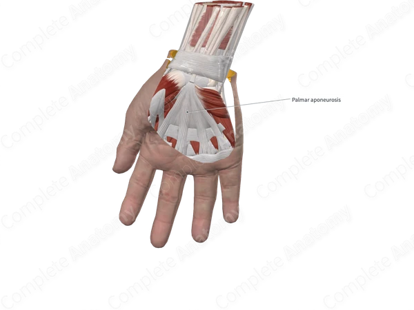 Palmar Aponeurosis (Longitudinal Fibers; Right)