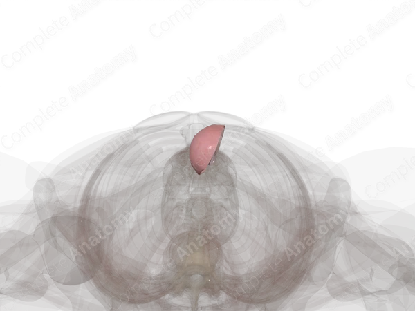 Testis (Medial Part; Left)