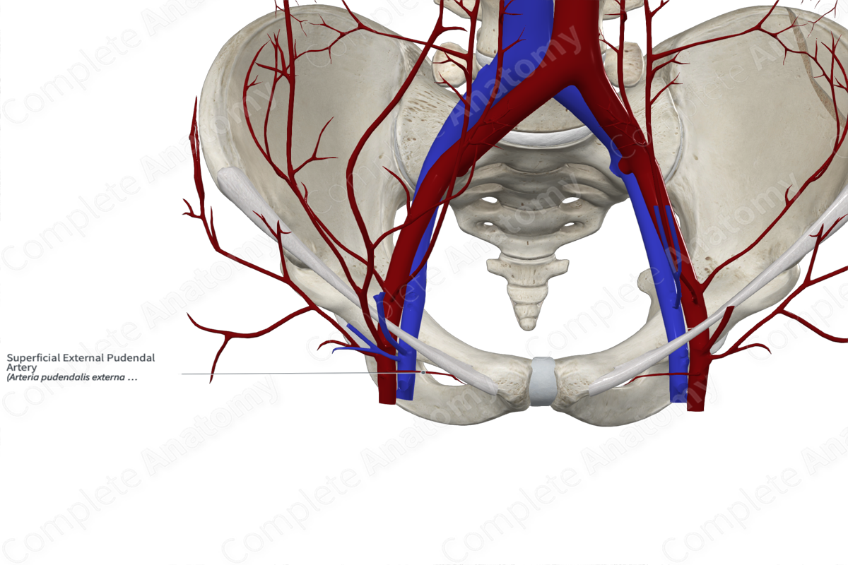Superficial External Pudendal Artery 