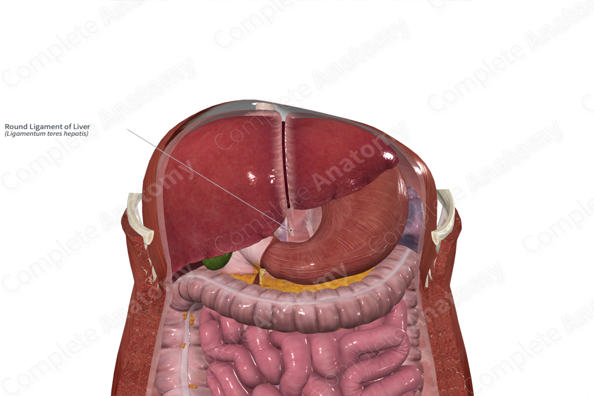 Round Ligament of Liver