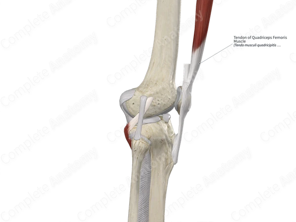 Tendon of Quadriceps Femoris Muscle