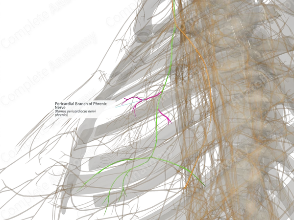 Pericardial Branch of Phrenic Nerve (Left)