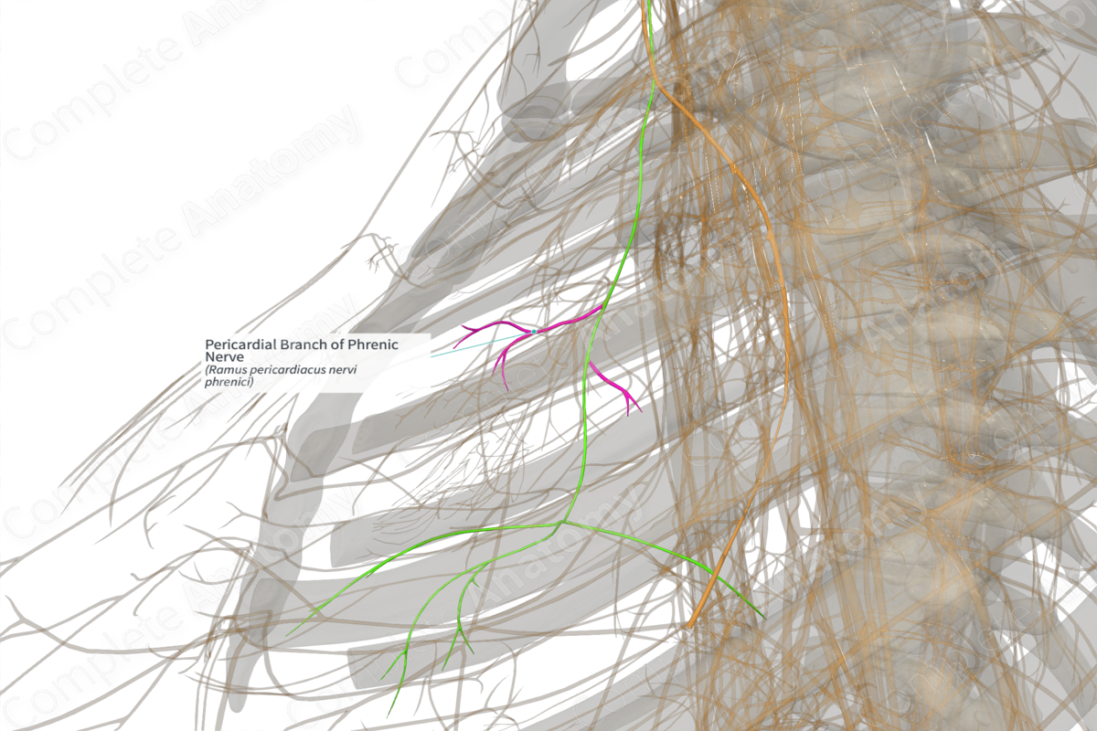 Pericardial Branch of Phrenic Nerve (Left)