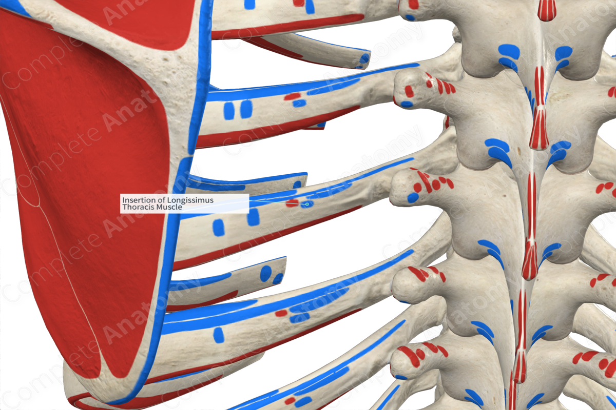 Insertion of Longissimus Thoracis Muscle