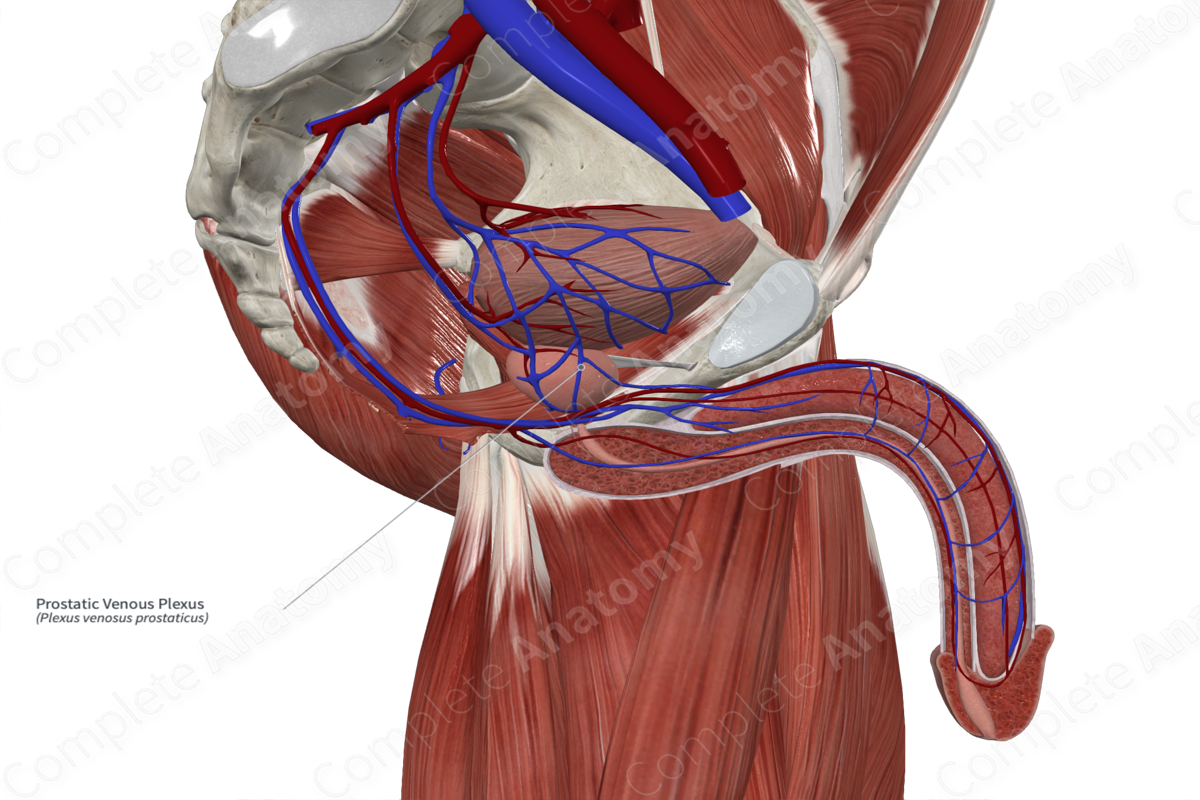 Prostatic Venous Plexus Complete Anatomy