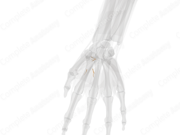 Muscular Branches of Median Nerve (Hand; Left)