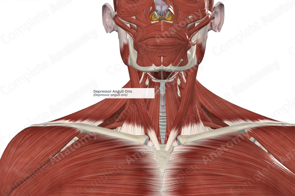 Depressor Anguli Oris | Complete Anatomy