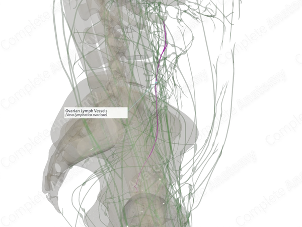 Ovarian Lymph Vessels (Right)